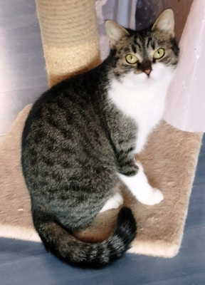 Nora, Hauskatze Jungtier - Katze