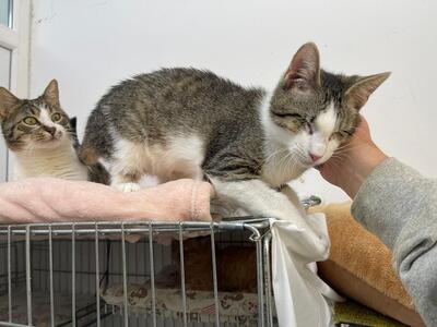 Norris, Mischling - Kater