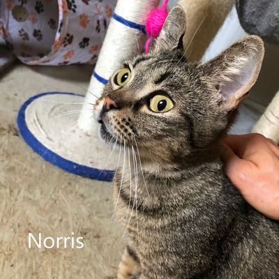 Norris, geb. 2020, sucht liebevolles Zuhause, EKH - Katze