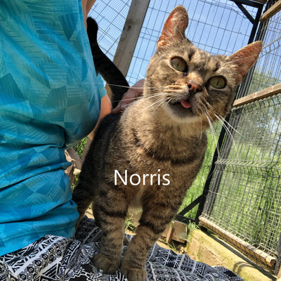 Norris, geb. 2020, sucht liebevolles Zuhause, EKH - Katze