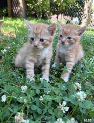 Norwegische Waldkatze und BKH Jungtier - Kater
