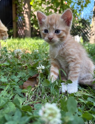 Norwegische Waldkatze und BKH Jungtier - Kater