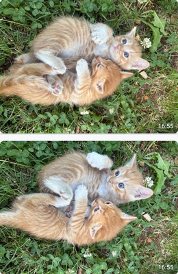 Norwegische Waldkatze und BKH Jungtier - Kater