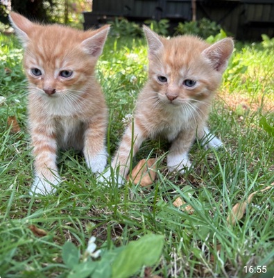 Norwegische Waldkatze und BKH Jungtier - Kater