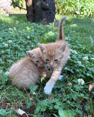 Norwegische Waldkatze und BKH Jungtier - Kater