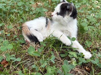 Norwegische Waldkatze und BKH Jungtier - Kater