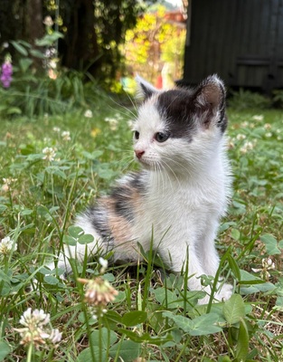 Norwegische Waldkatze und BKH Jungtier - Kater
