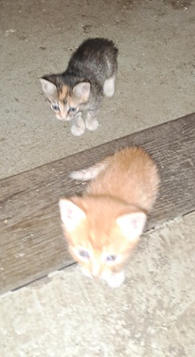 Norwegische Waldkatze und BKH Jungtier - Kater