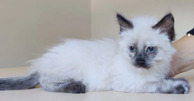 Nova - mit Astra - zwei Schönheiten suchen ihr Zuhause, Heilige Birma – Thai Siam – Mix Jungtier - Katze