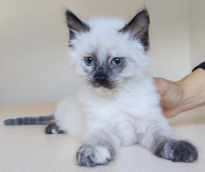 Nova - mit Astra - zwei Schönheiten suchen ihr Zuhause, Heilige Birma – Thai Siam – Mix Jungtier - Katze