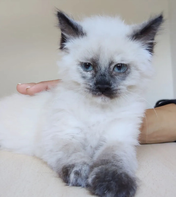 Nova - mit Astra - zwei Schönheiten suchen ihr Zuhause, Heilige Birma – Thai Siam – Mix Jungtier - Katze