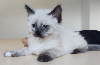 Nova - mit Astra - zwei Schönheiten suchen ihr Zuhause, Heilige Birma – Thai Siam – Mix Jungtier - Katze