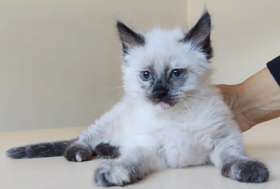 Nova - mit Astra - zwei Schönheiten suchen ihr Zuhause, Heilige Birma – Thai Siam – Mix Jungtier - Katze