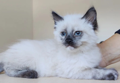 Nova - mit Astra - zwei Schönheiten suchen ihr Zuhause, Heilige Birma – Thai Siam – Mix Jungtier - Katze