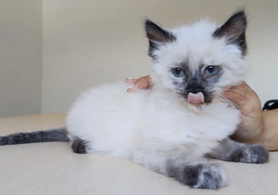 Nova - mit Astra - zwei Schönheiten suchen ihr Zuhause, Heilige Birma – Thai Siam – Mix Jungtier - Katze