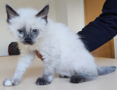 Nova - mit Astra - zwei Schönheiten suchen ihr Zuhause, Heilige Birma – Thai Siam – Mix Jungtier - Katze