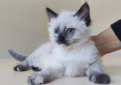 Nova - mit Astra - zwei Schönheiten suchen ihr Zuhause, Heilige Birma – Thai Siam – Mix Jungtier - Katze