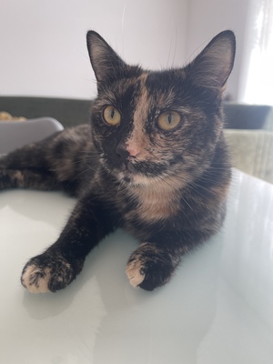 Noya, EKH Schildpatt - Katze