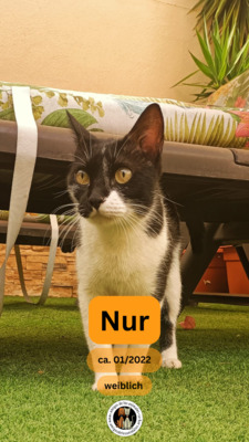 Nur