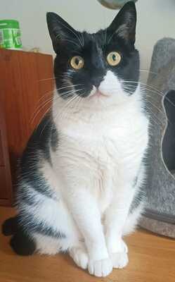 Nur, Europäische Hauskatze - Katze