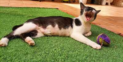 Nur, Europäische Hauskatze - Katze