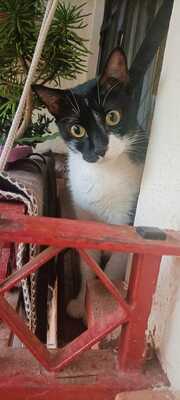 Nur, Europäische Hauskatze - Katze