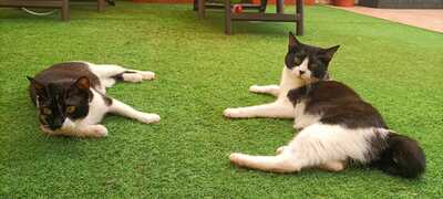 Nur, Europäische Hauskatze - Katze