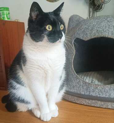 Nur, Europäische Hauskatze - Katze