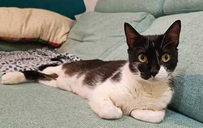 Nur, Europäische Hauskatze - Katze