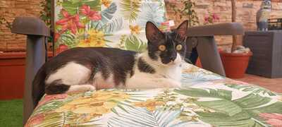 Nur, Europäische Hauskatze - Katze