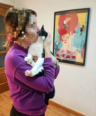 Nur, Europäische Hauskatze - Katze