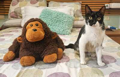 Nur, Europäische Hauskatze - Katze