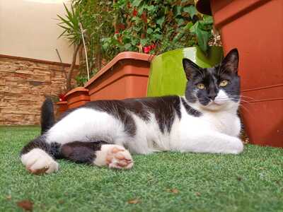 Nur, Europäische Hauskatze - Katze