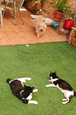 Nur, Europäische Hauskatze - Katze