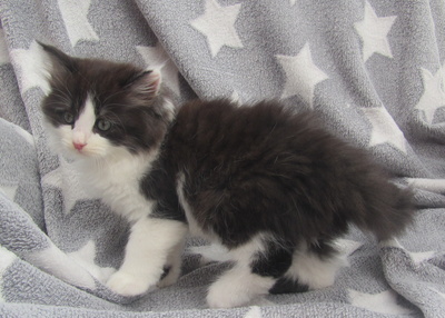 Nur noch Brigitte frei, Sibirische Katze Jungtier - Katze