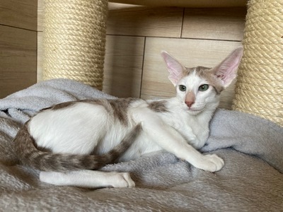 OKH Babys mit Papiere, Orientalische Kurzhaar Jungtier - Katze