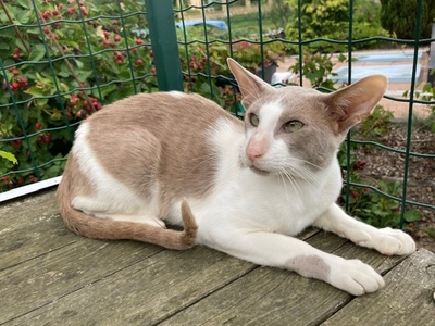 OKH Kater mit Stammbaum abgabebereit, Orientalische Kurzhaar Jungtier - Kater