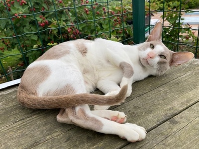 OKH Kater mit Stammbaum abgabebereit, Orientalische Kurzhaar Jungtier - Kater