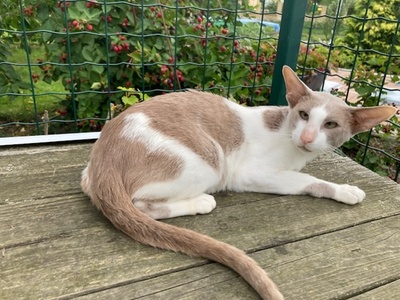 OKH Kater mit Stammbaum abgabebereit, Orientalische Kurzhaar Jungtier - Kater