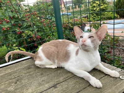OKH Kater mit Stammbaum abgabebereit, Orientalische Kurzhaar Jungtier - Kater
