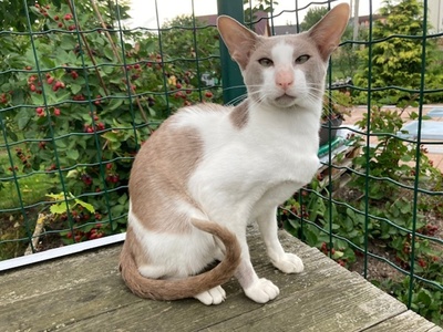 OKH Kater mit Stammbaum abgabebereit, Orientalische Kurzhaar Jungtier - Kater
