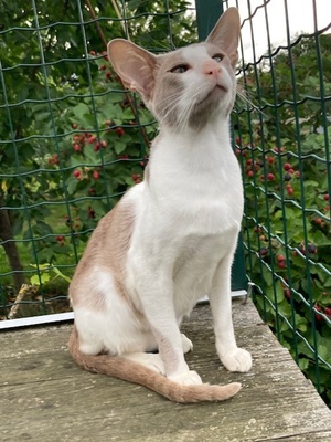 OKH Kater mit Stammbaum abgabebereit, Orientalische Kurzhaar Jungtier - Kater