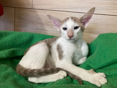 OKH Kitten mit FIFe-Stammbaum abgabebereit