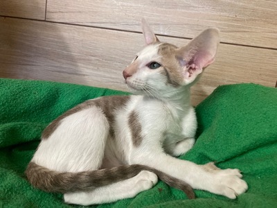 OKH Kitten mit FIFe-Stammbaum abgabebereit, Orientalische Kurzhaar Jungtier - Katze