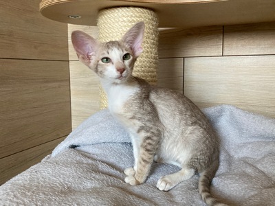 OKH Kitten mit FIFe-Stammbaum abgabebereit, Orientalische Kurzhaar Jungtier - Katze