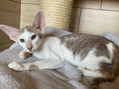 OKH Kitten mit FIFe-Stammbaum abgabebereit, Orientalische Kurzhaar Jungtier - Katze