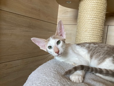 OKH Kitten mit FIFe-Stammbaum abgabebereit, Orientalische Kurzhaar Jungtier - Katze