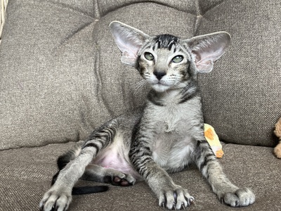 OKH Mädchen mit FIFe-Stammbaum, Orientalische Kurzhaar Jungtier - Katze