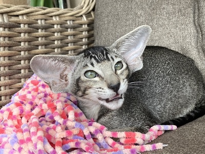 OKH Mädchen mit FIFe-Stammbaum, Orientalische Kurzhaar Jungtier - Katze