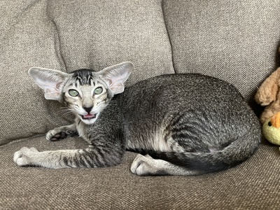 OKH Mädchen mit FIFe-Stammbaum, Orientalische Kurzhaar Jungtier - Katze
